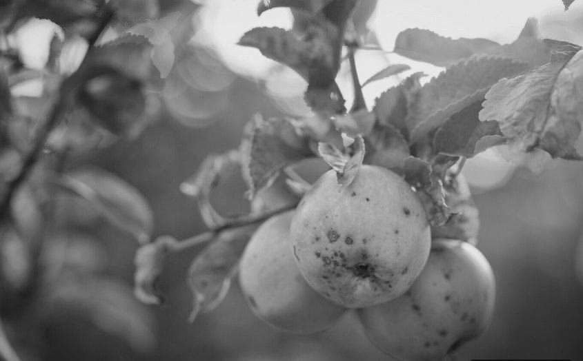 "Егоровы яблоки", Беляева Виктория