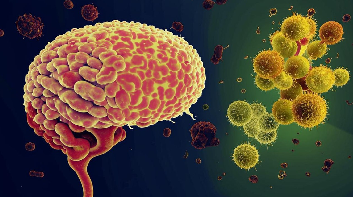 Мозг, как и все наше тело, зависит от здоровья кишечника...