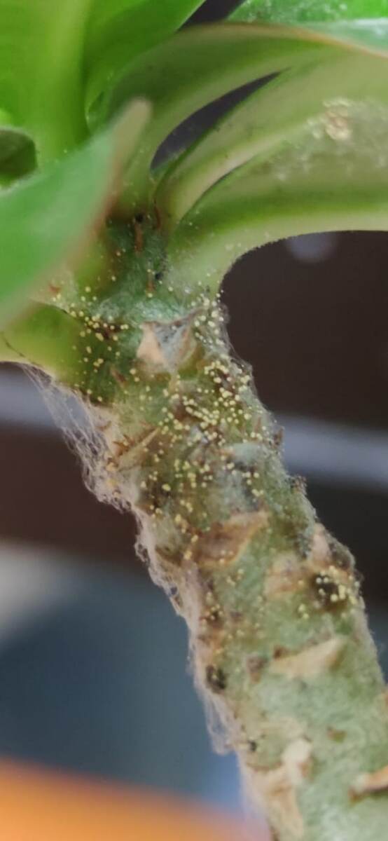 Та же семейка, этот гриб распространяется очень быстро, перекидывается на соседние растения, за неделю-две может уничтожить небольшой адениум. Фото из личного архива.