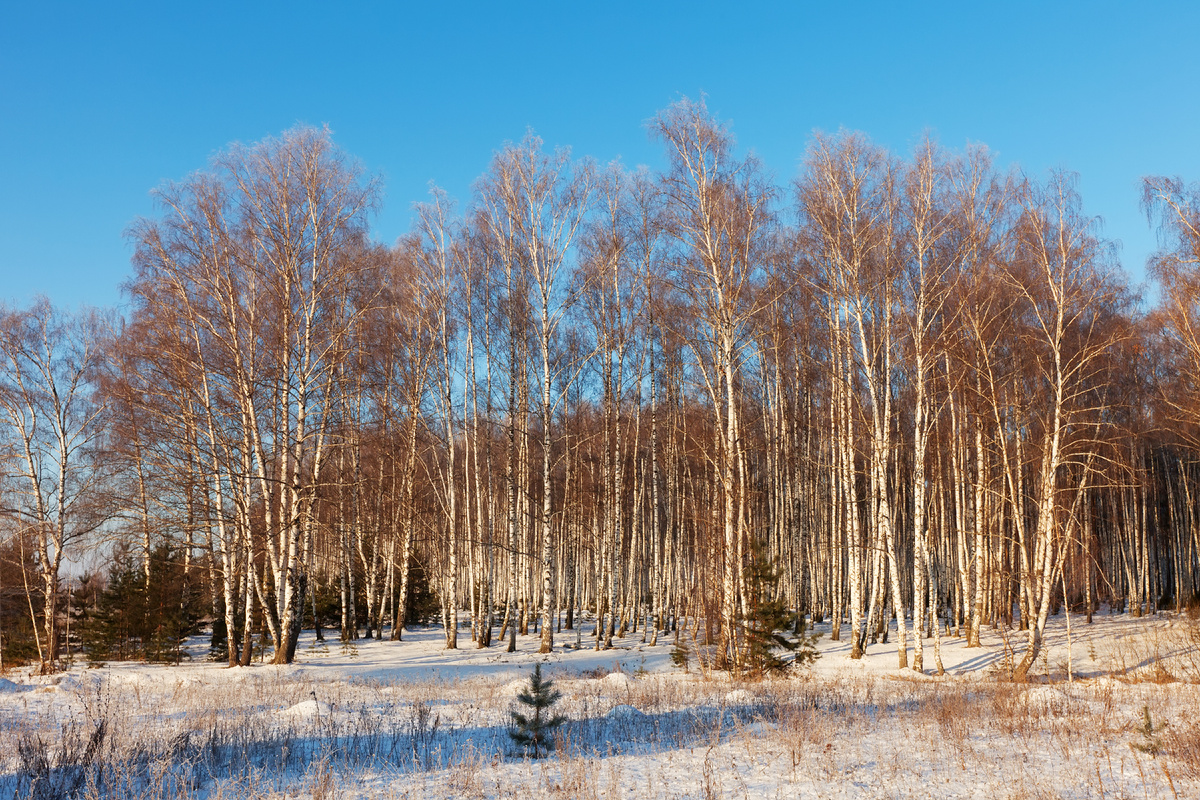 Изображение от bearfotos на Freepik