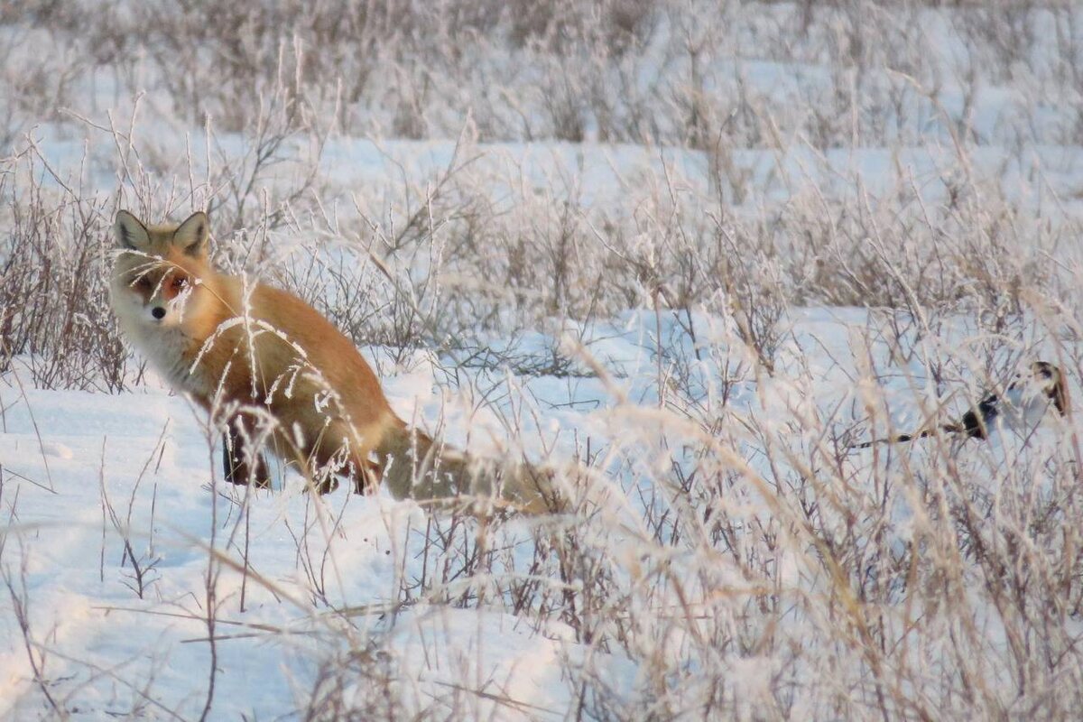    Сорока точит зуб, невеста ушла к другому. Нелегкие будни лиса Нахала Кристина Просвиркина