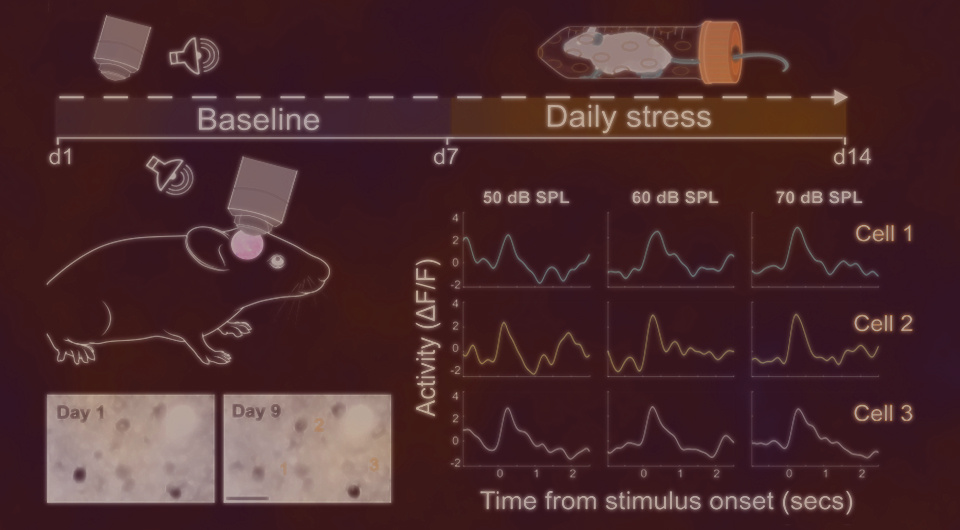   N + 1; Bisharat Gh. et al. / PLoS Biology, 2025.