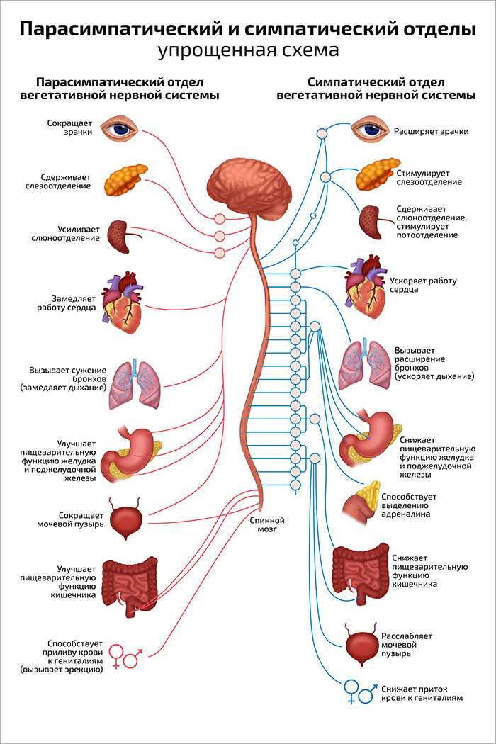 Парасимпатическая и симпатическая системы 