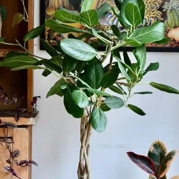   Домашнее дерево фикус. AzaliaNow Мария Казённова