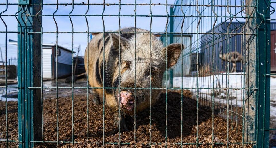    Пресс-служба Министерства сельского хозяйства и продовольствия Московской области