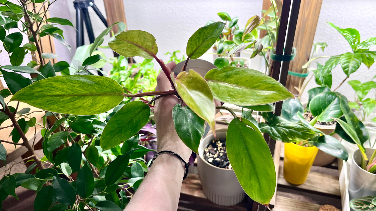 Появился у меня в октябре 2024 небольшим черенком.