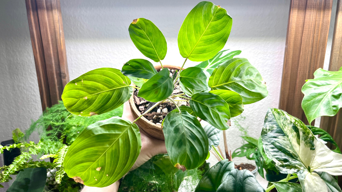 Растение вытягивается, поэтому также иногда требует омоложения. 