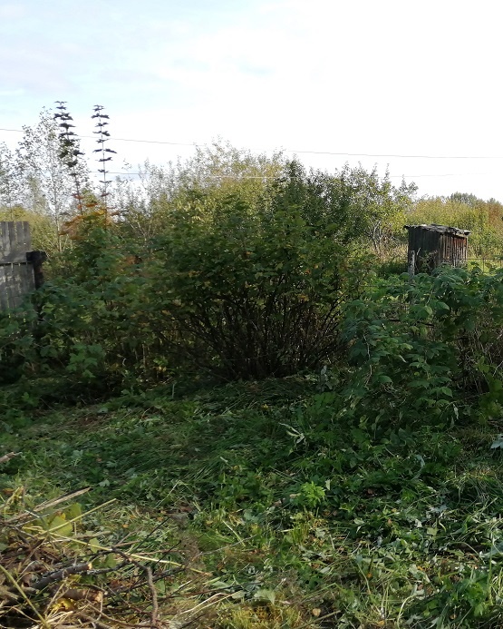 Такая была наша большая красная смородина, когда мы купили участок. Сентябрь 2021 г.