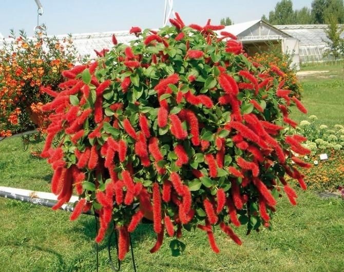 Акалифа. Источник фото Pinterest