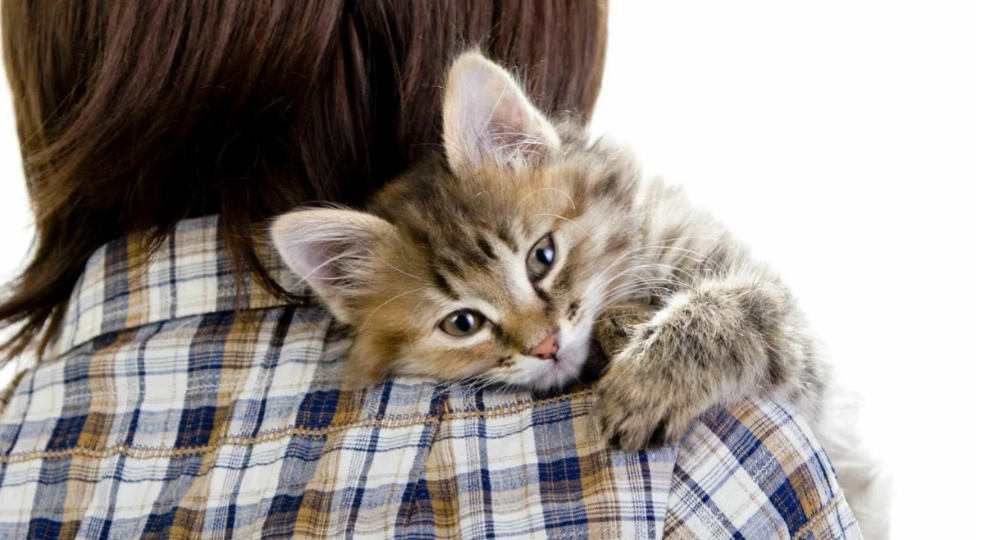 5 действий человека, которые отталкивают кошку