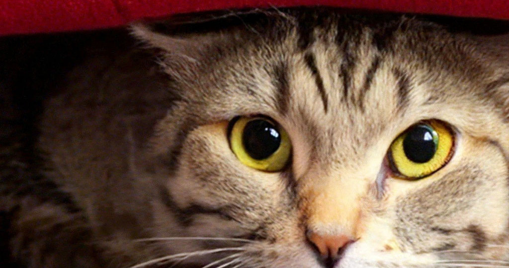 Чего боится кот