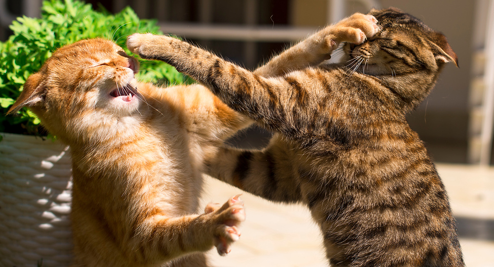 Кошки поссорились: как помирить?