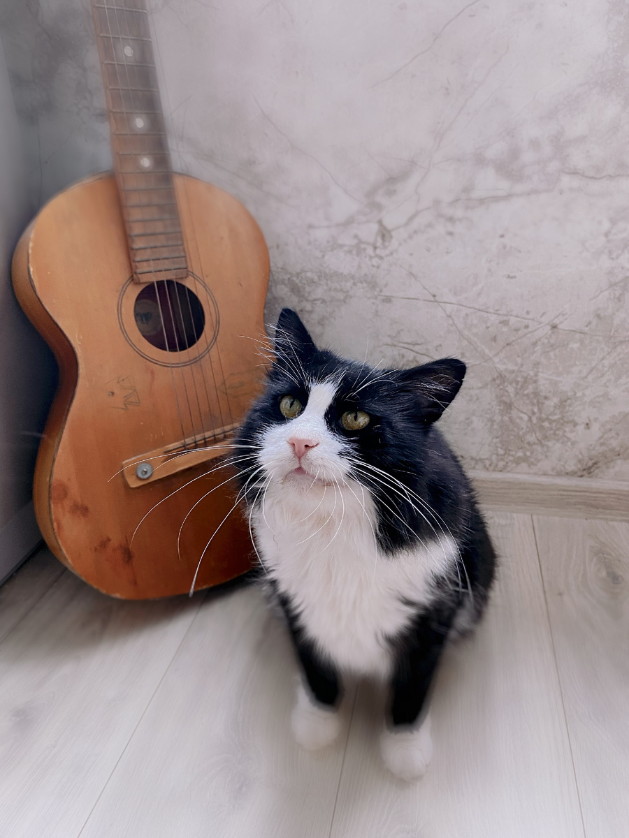 Фото автора. Мой кот Феликс