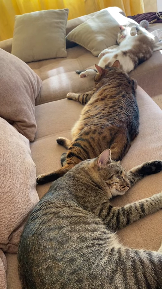 Фото автора. Мои кошки мирно спят под музыку, в то время, как в квартире рабочие долбят санузел