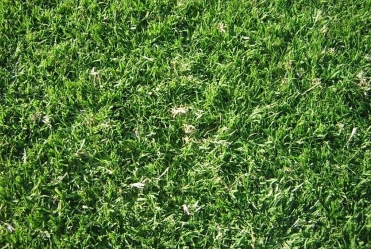    Райграс для газона - плюсы и минусы рассказали эксперты