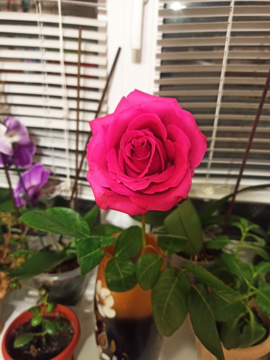 Роза после мороза