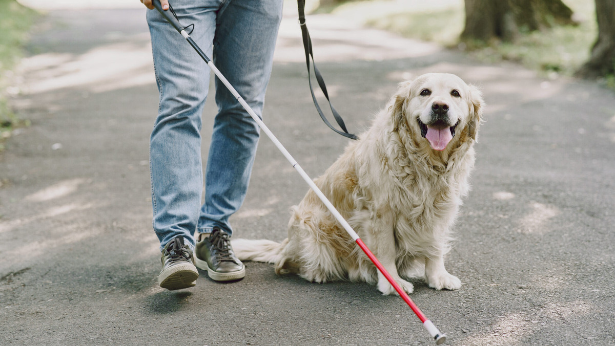    Проект создали на основе обращений от граждан с инвалидностью. Фото: freepik