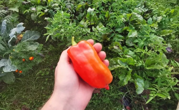    Чем отличается красный перец от желтого и зеленого: планируем яркую посадку