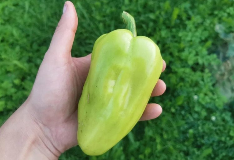     Чем отличается красный перец от желтого и зеленого: планируем яркую посадку
