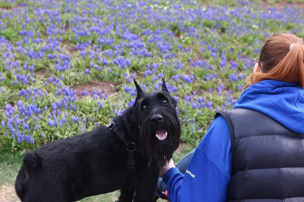    В Волгограде 16 тысяч человек наслаждались красотами первоцветов в ботсаду