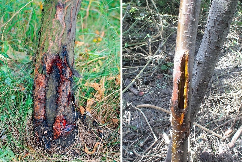 Факторы зимостойкости плодовых деревьев