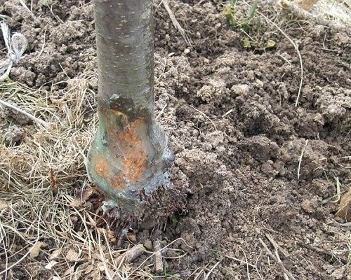 некроз у привики.