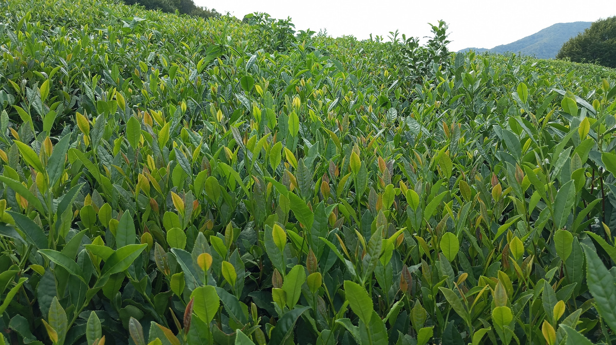 Чайный лист созрел и готов к сбору.