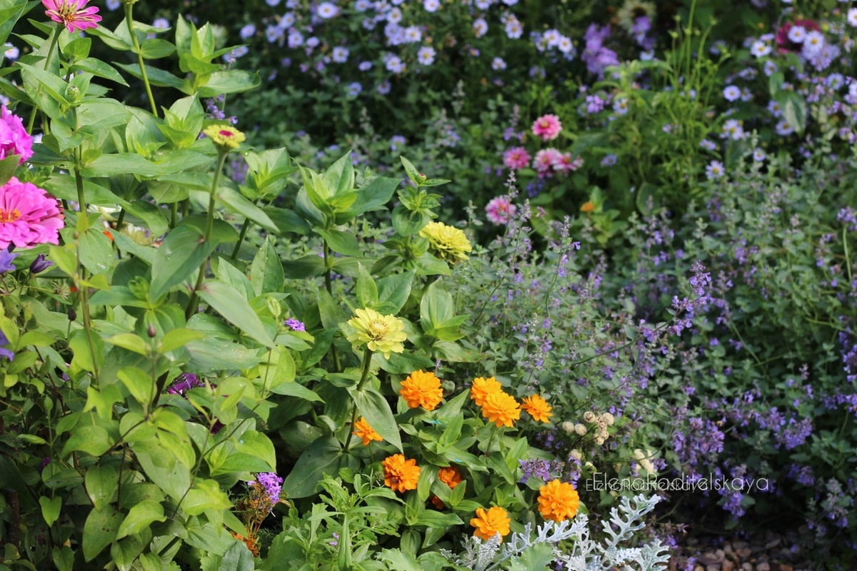 1. Циния Захара Дабл Оранж (на первом плане)