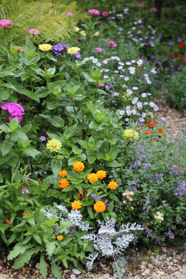 2. Циния Захара Дабл Оранж (на первом плане)