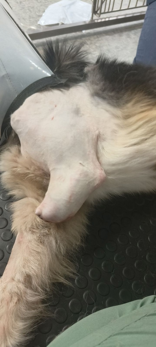 Лапа Пряника после ампутации