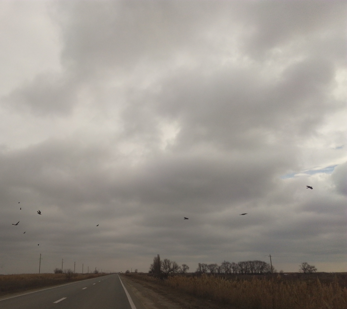 Вороны чем-то кормятся возле дороги