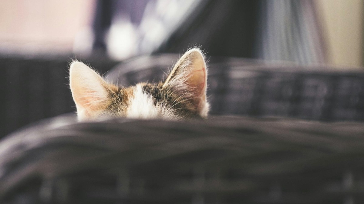    Кошки появляются на свет глухими. Первые звуки они начинают слышать лишь через неделю после рождения, а все это время их ушные каналы будут закрыты