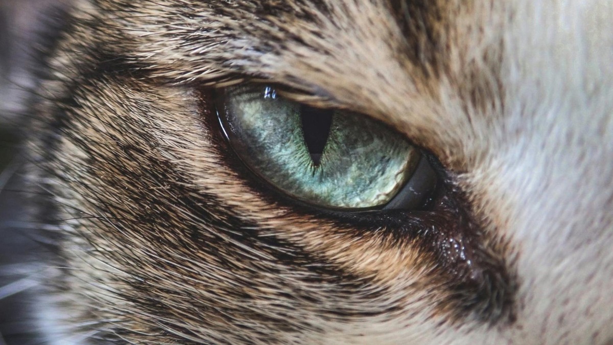    У кошек острое зрение. Особенно хорошо они видят вдали, что очень полезно им в охоте