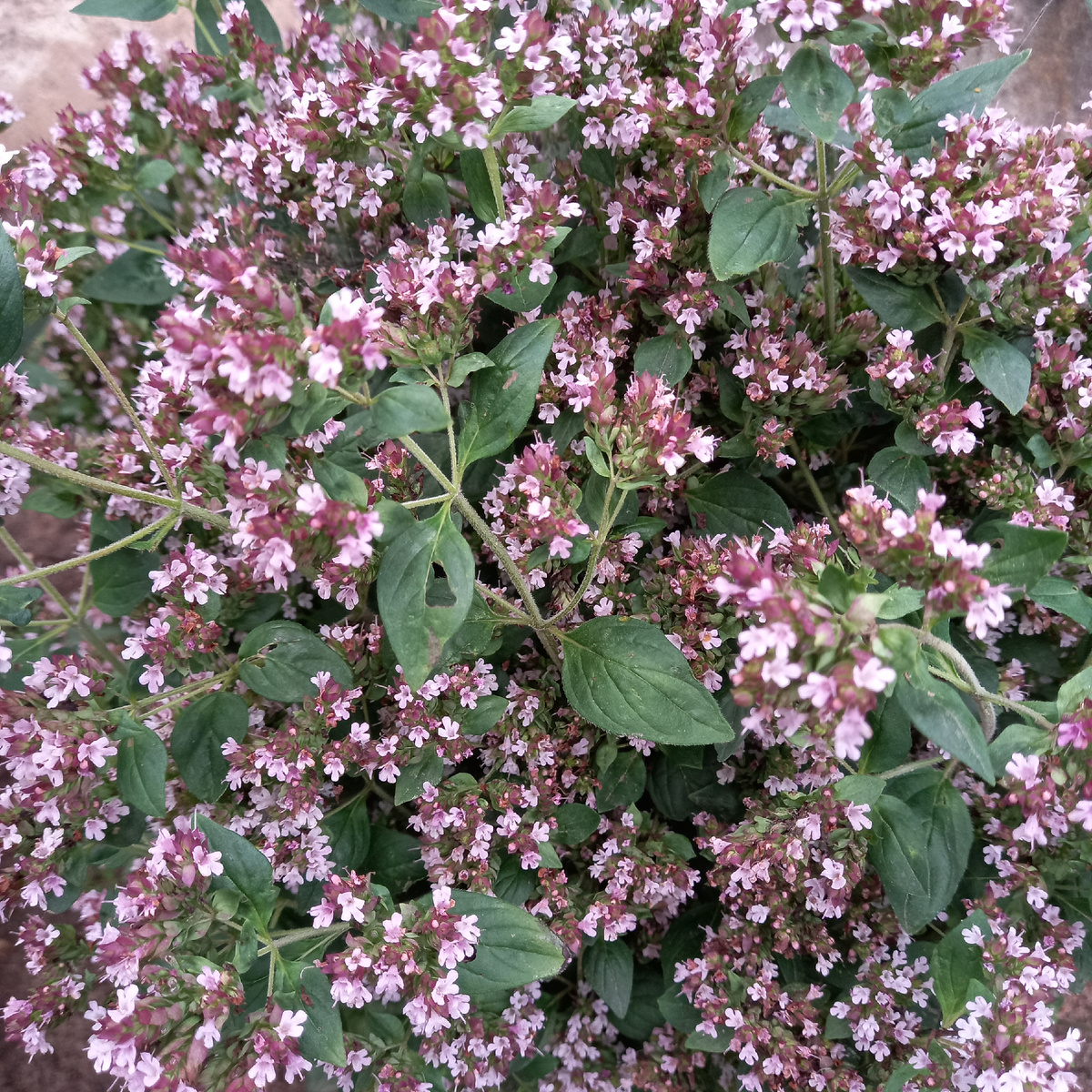 Душица, или орегано