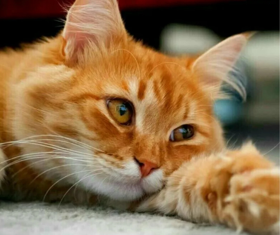 Яндекс.картинки