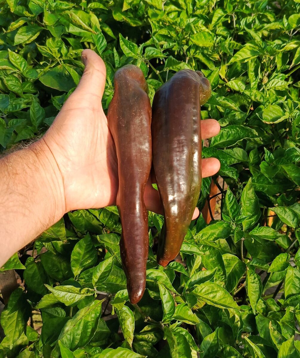 Фото: Дядюшка Чили