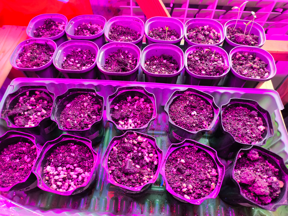 Тифлокомментарий. В маленьких горшочках всходы баклажанов