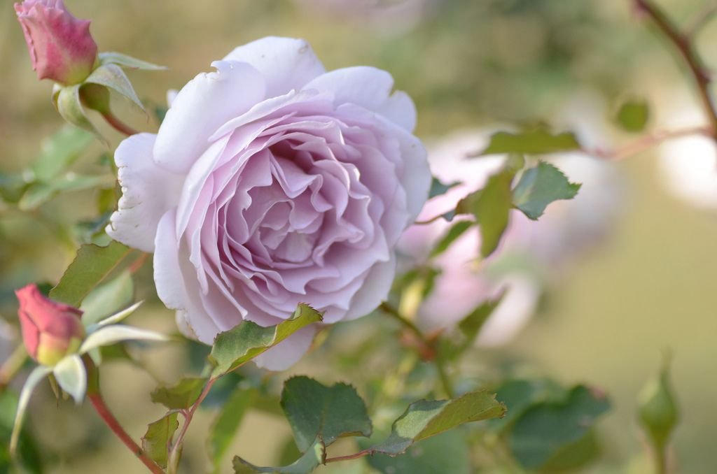 Картинка найдена на просторах интернета, ссылка: https://yandex.ru/images/search?from=tabbar&img_url=https%3A%2F%2Fi.artfile.ru%2F2048x1356_774125_%5Bwww.ArtFile.ru%5D.jpg&lr=47&p=9&pos=18&rpt=simage&text=%D1%86%D0%B2%D0%B5%D1%82%D1%8B%20%D0%BA%D1%80%D1%83%D0%BF%D0%BD%D1%8B%D0%BC%20%D0%BF%D0%BB%D0%B0%D0%BD%D0%BE%D0%BC%20%D1%84%D0%BE%D1%82%D0%BE