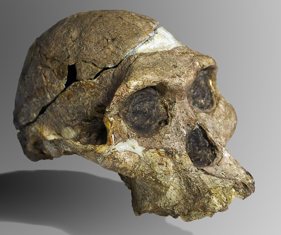 Австралопитек