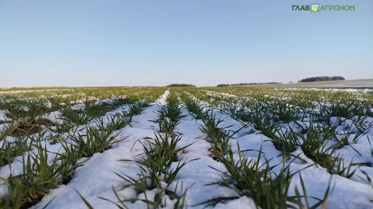 Фото:© Дмитрий Костюкевич / Glavagronom.ru
Теплая зима: хорошо или плохо для сельхозкультур?