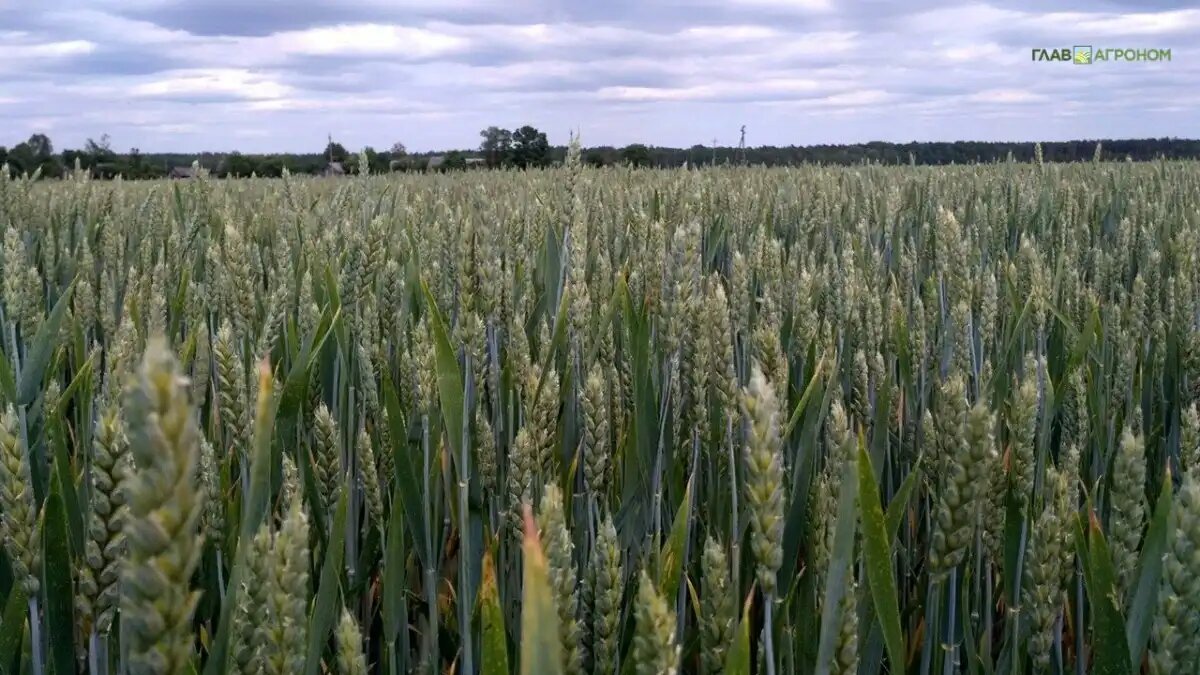 Фото:© Владимир Исаенко / Glavagronom.ru
Специалисты АО Артель оценили урожайность зерновых культур за 5 лет