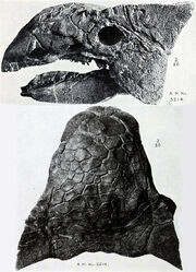 Ankylosaurus magniventris (образец AMNH 5214)