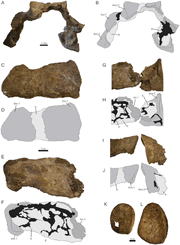 Части шейных полуколец анкилозавра (AMNH 5895) в сравнении с первым шейным полукольцом эуплоцефала (AMNH 5406) и постшейными остеодермами анкилозавра (AMNH 5895)