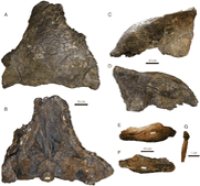 Череп образца CMN 8880