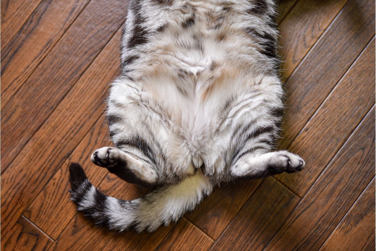 Урчание в животе