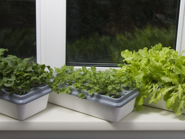 Фото с сайта: https://rshn-alt.ru/images/sem_zelen.jpg