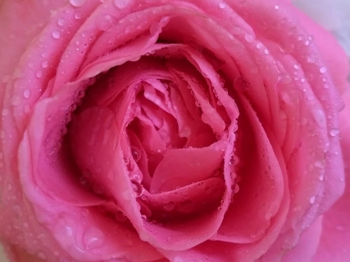 Цветы не завяли ещё 