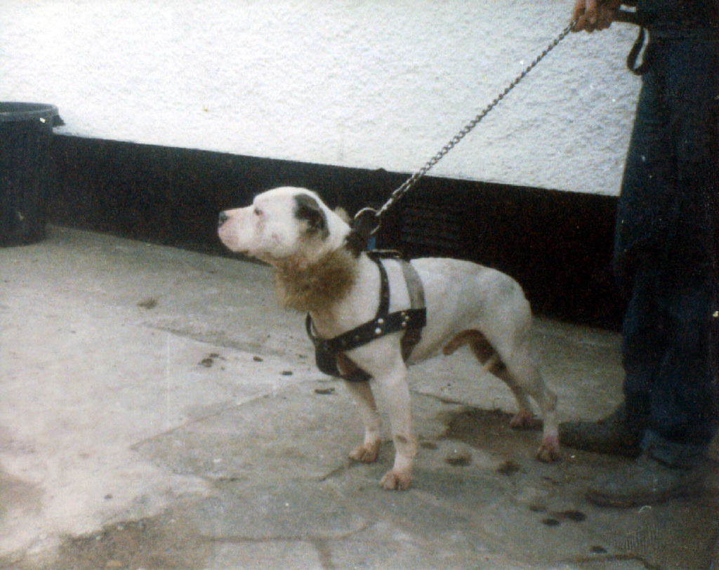 Ch. Psycho в день матча