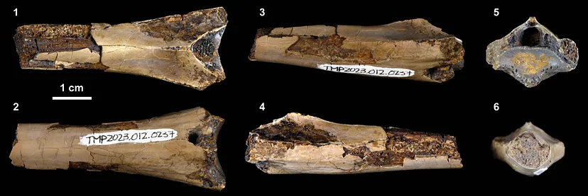 ископаемое в дорсальной (1), вентральной (2), правой боковой (3), левой боковой (4), передней (5) и задней (6) проекции.