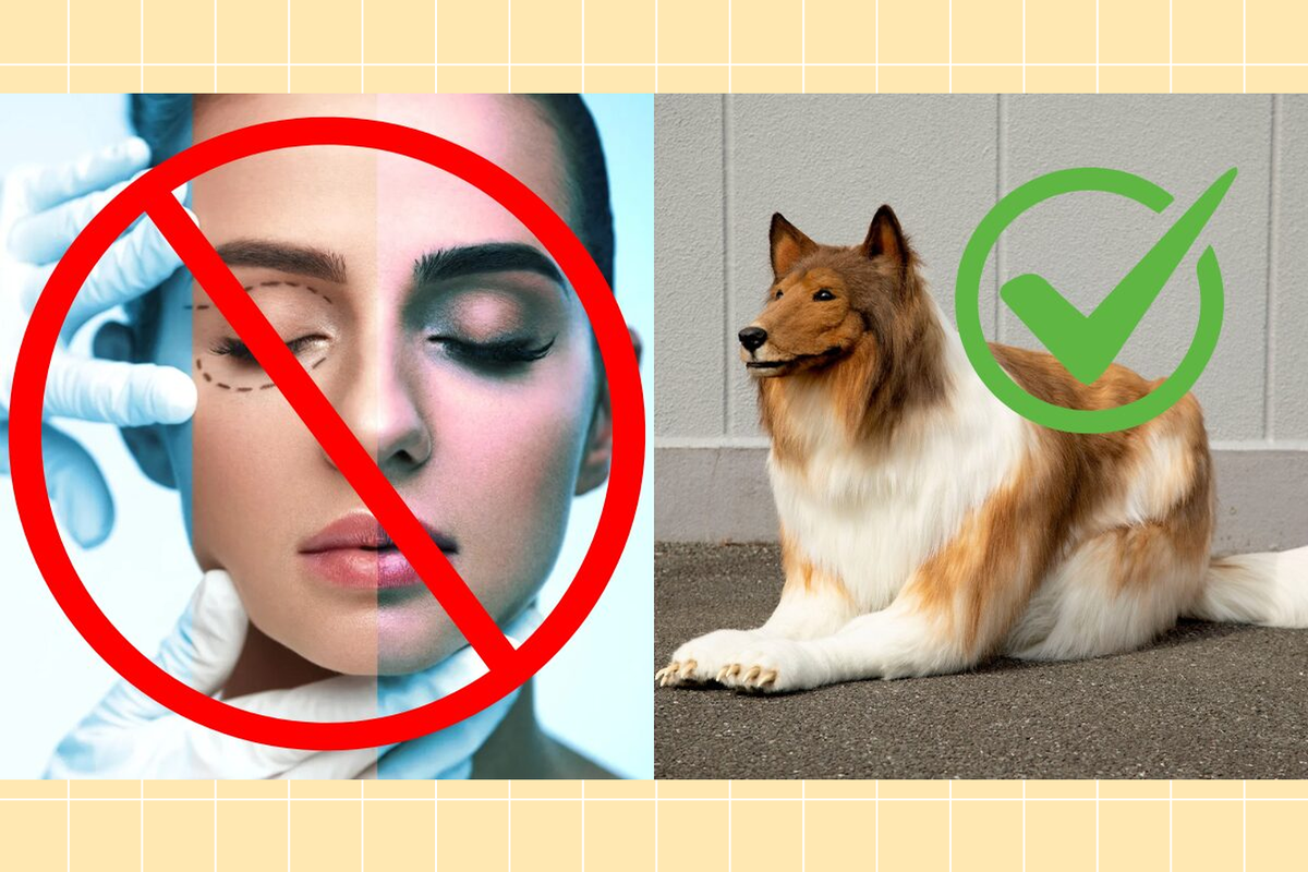     Новый уровень квадроберов: японец потратил 2 миллиона йен, чтобы стать собакой